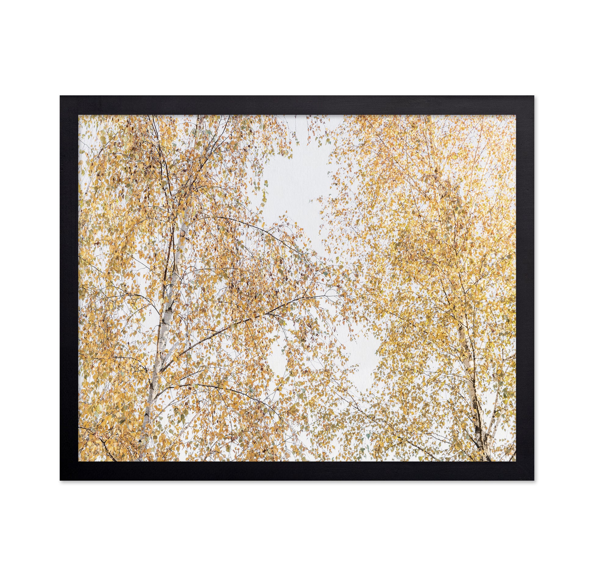 Golden Birch Canopy