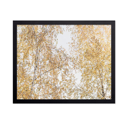 Golden Birch Canopy