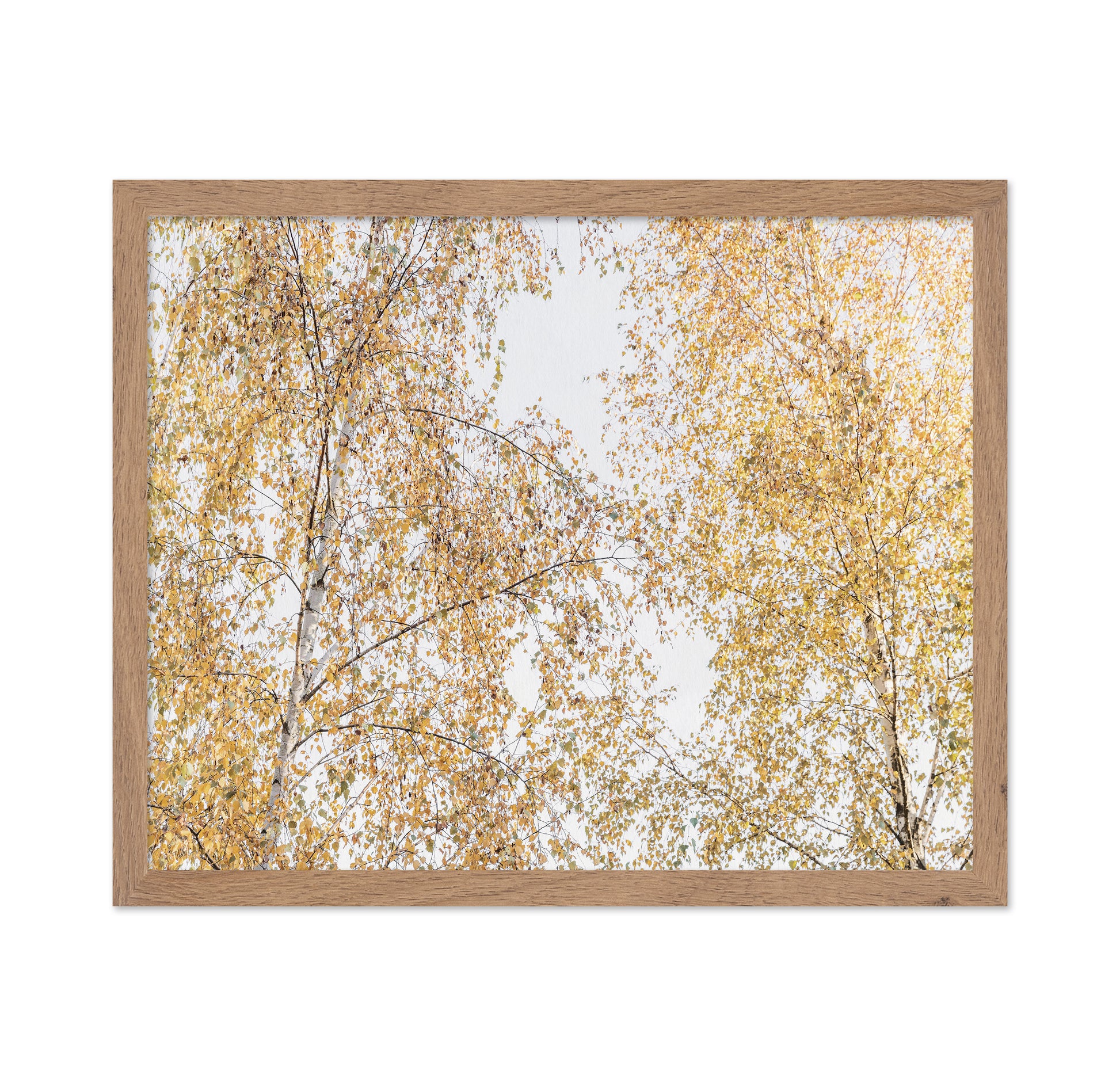 Golden Birch Canopy
