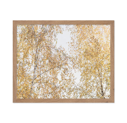 Golden Birch Canopy