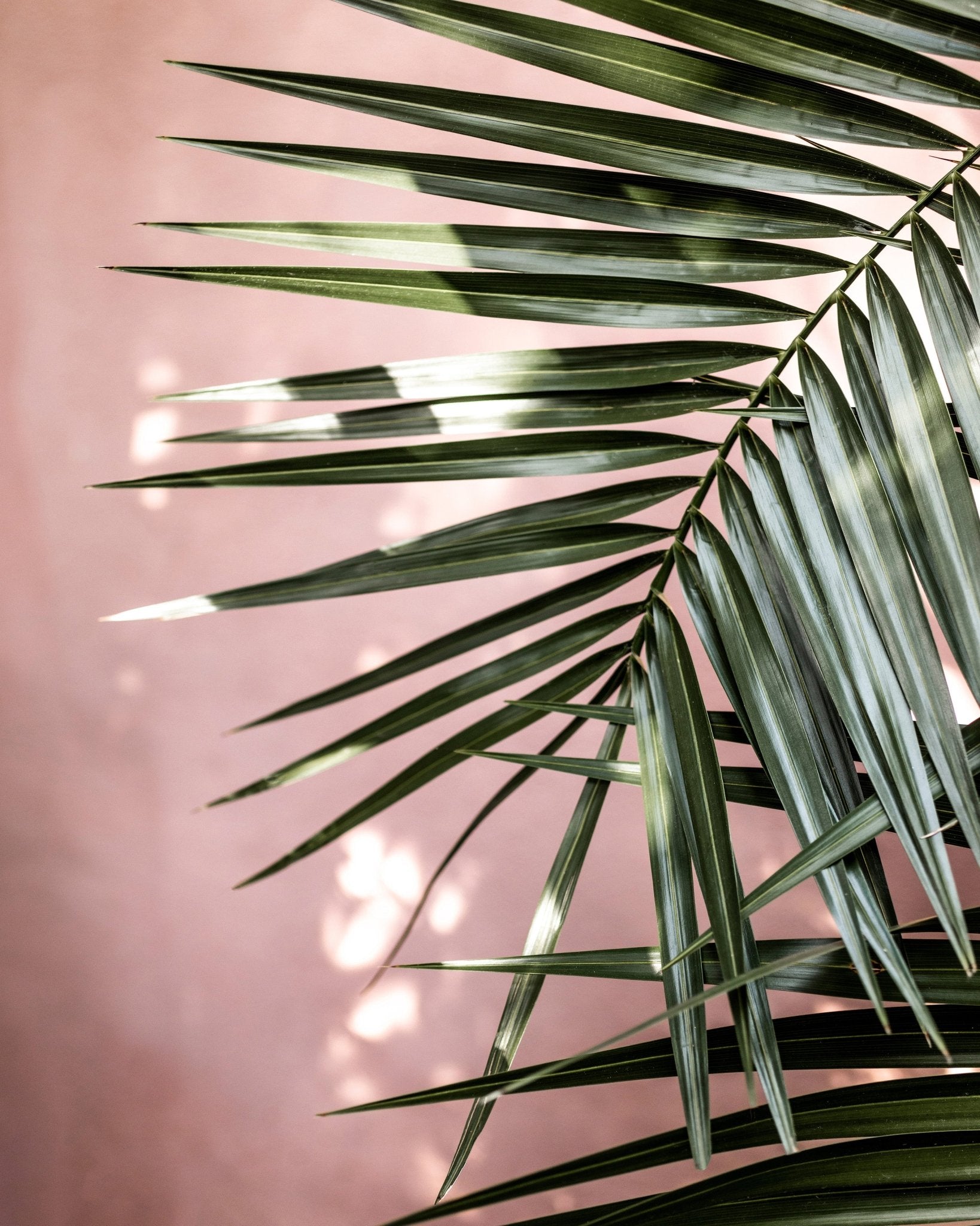 Tropical Palm Shadows