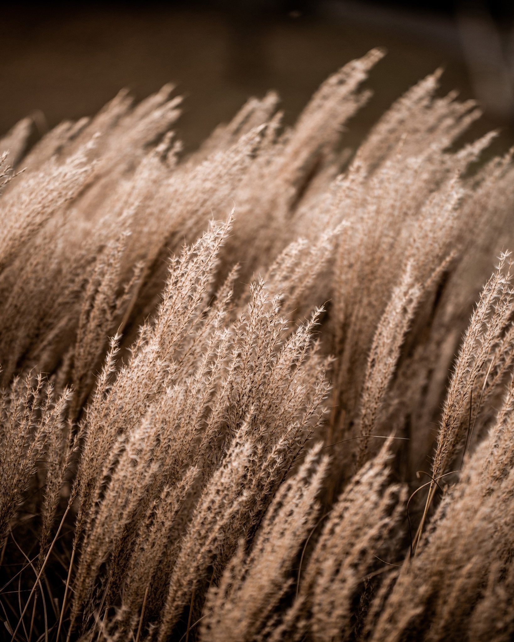 Golden Field Grasses