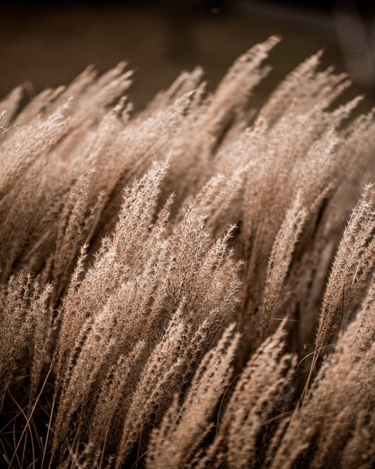 Golden Field Grasses
