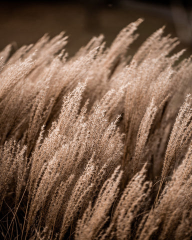 Golden Field Grasses