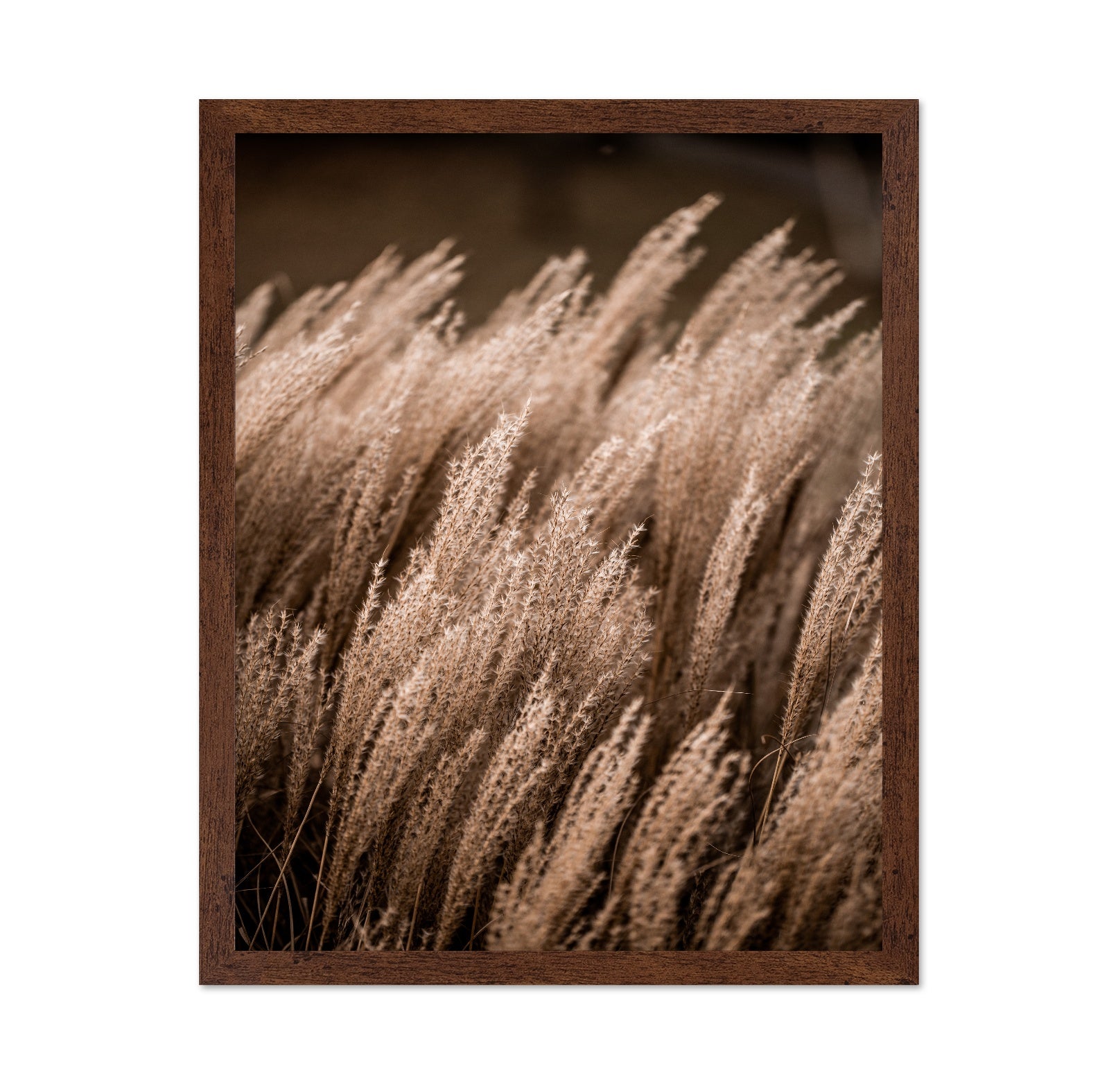 Golden Field Grasses