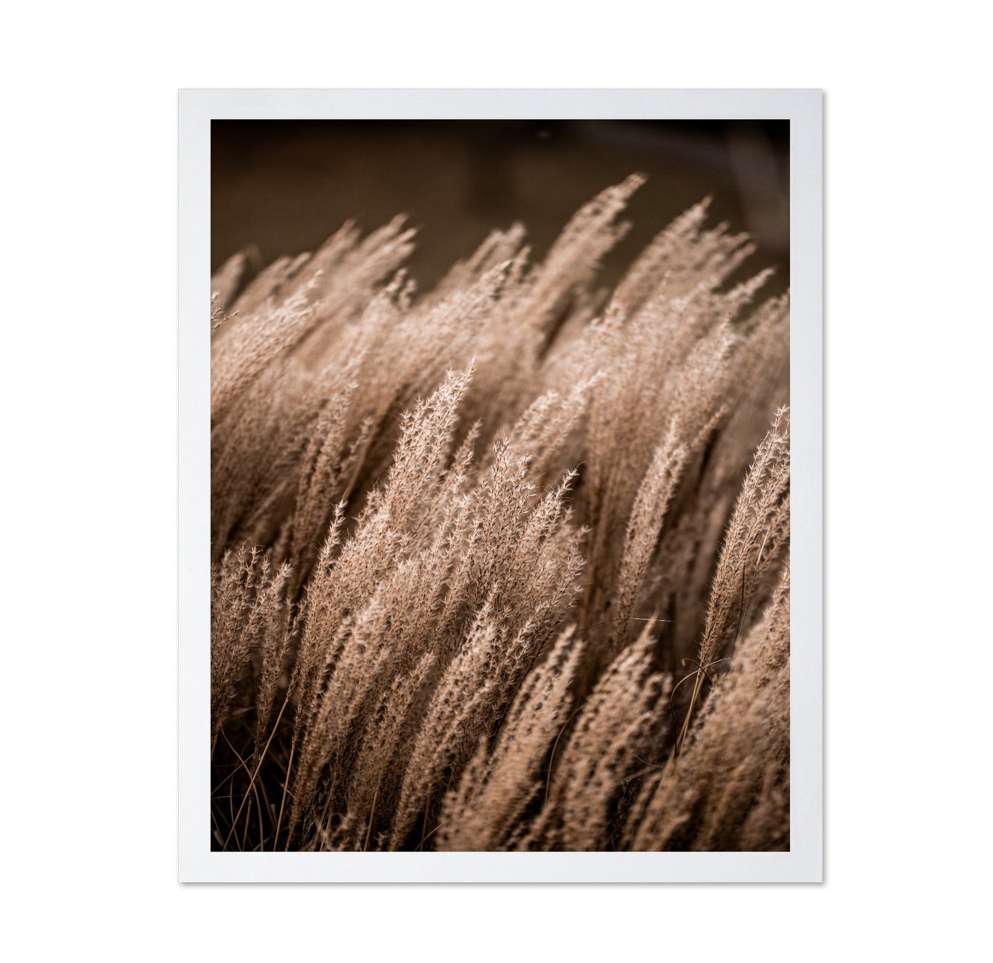 Golden Field Grasses