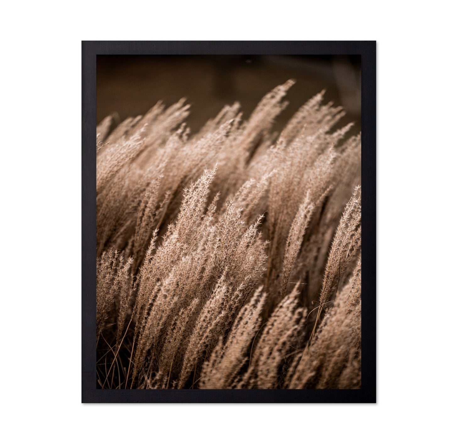 Golden Field Grasses
