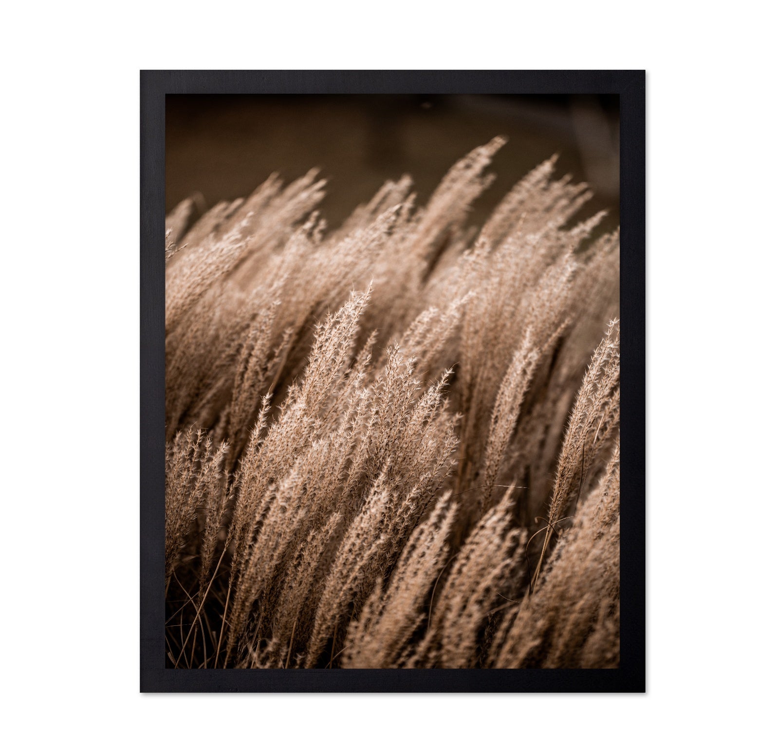Golden Field Grasses