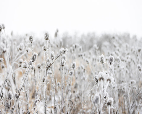Frosted Winter Field