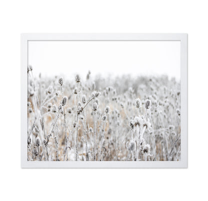 Frosted Winter Field