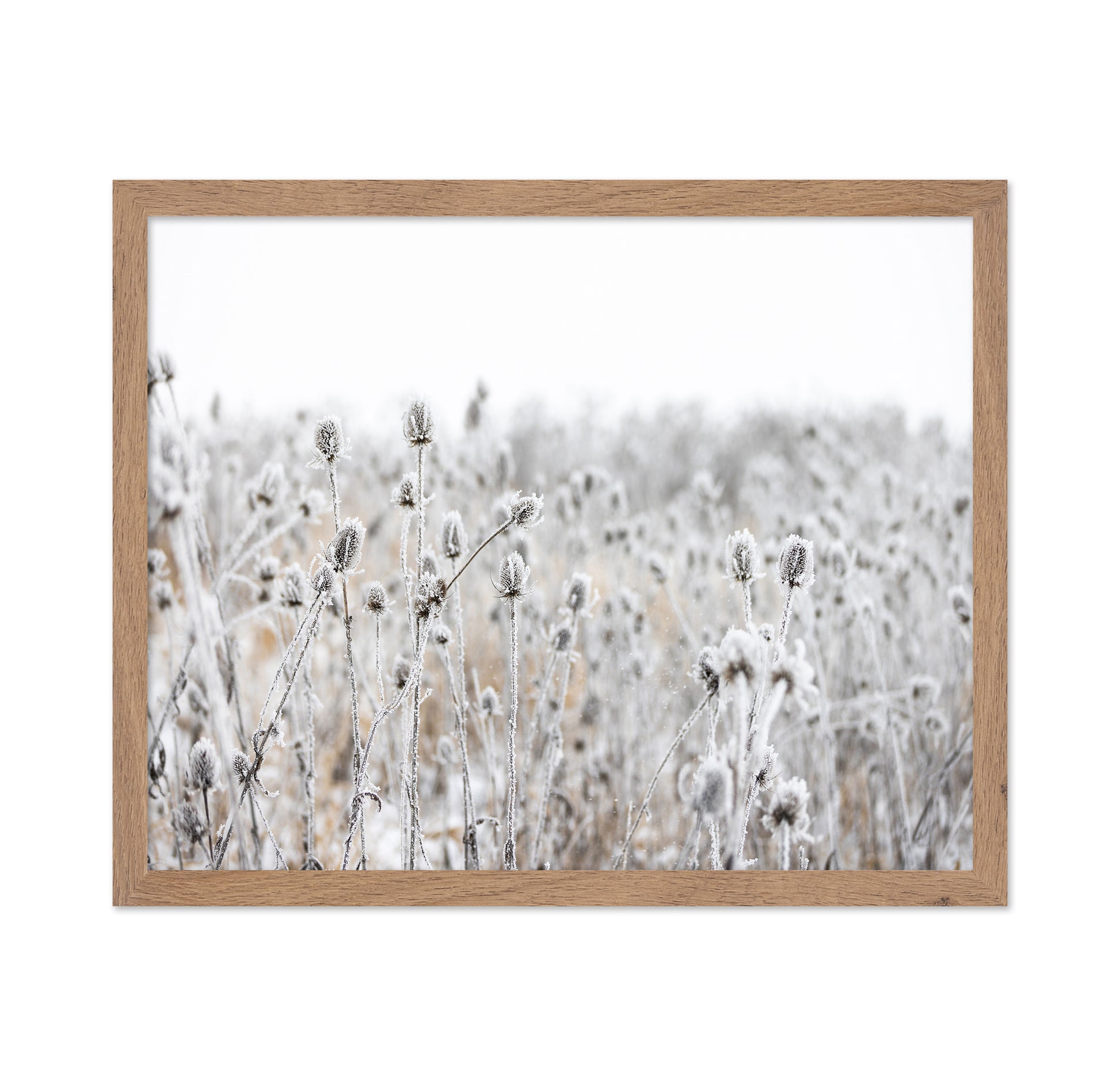 Frosted Winter Field