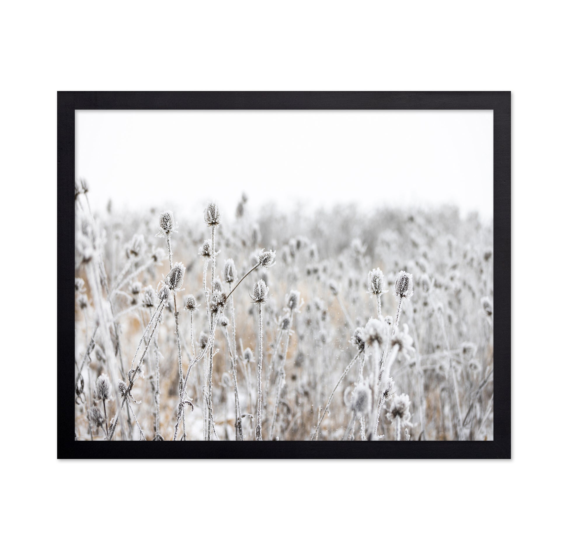 Frosted Winter Field