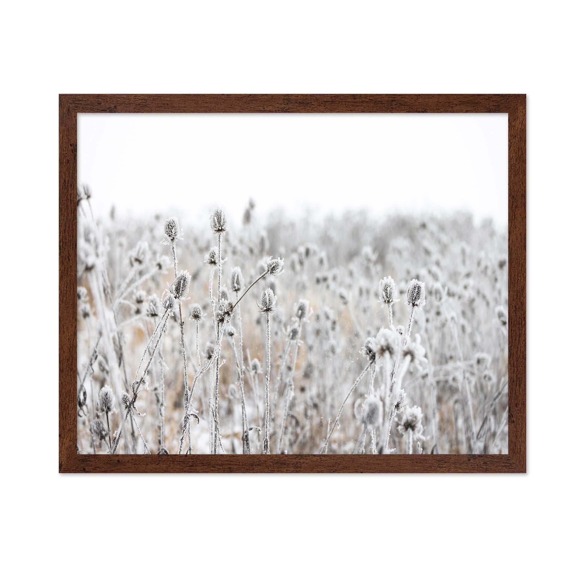 Frosted Winter Field