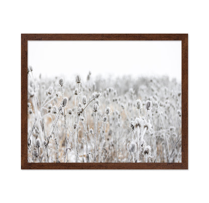 Frosted Winter Field
