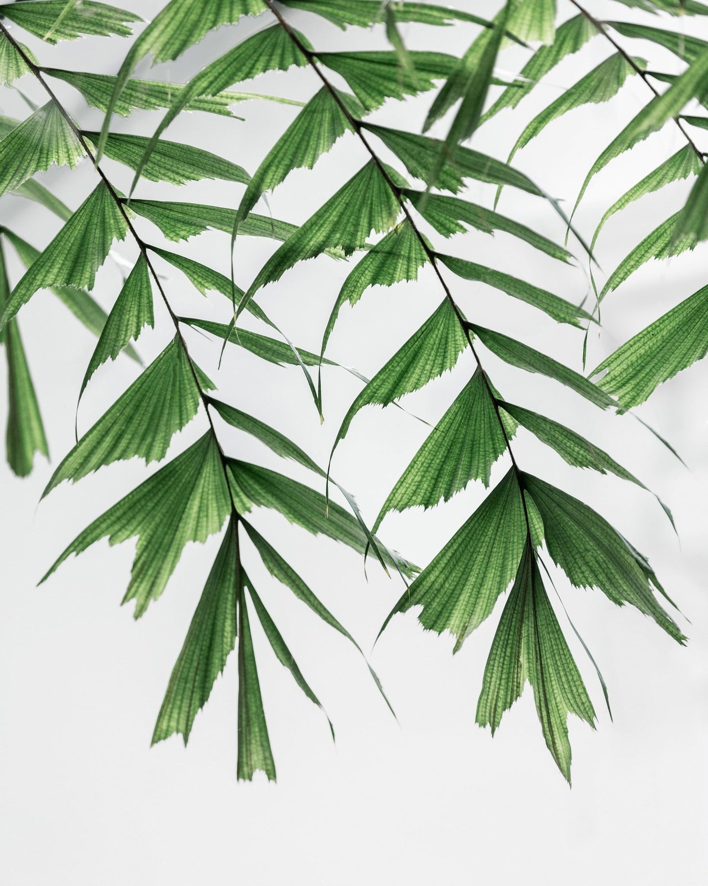 Delicate Green Fronds