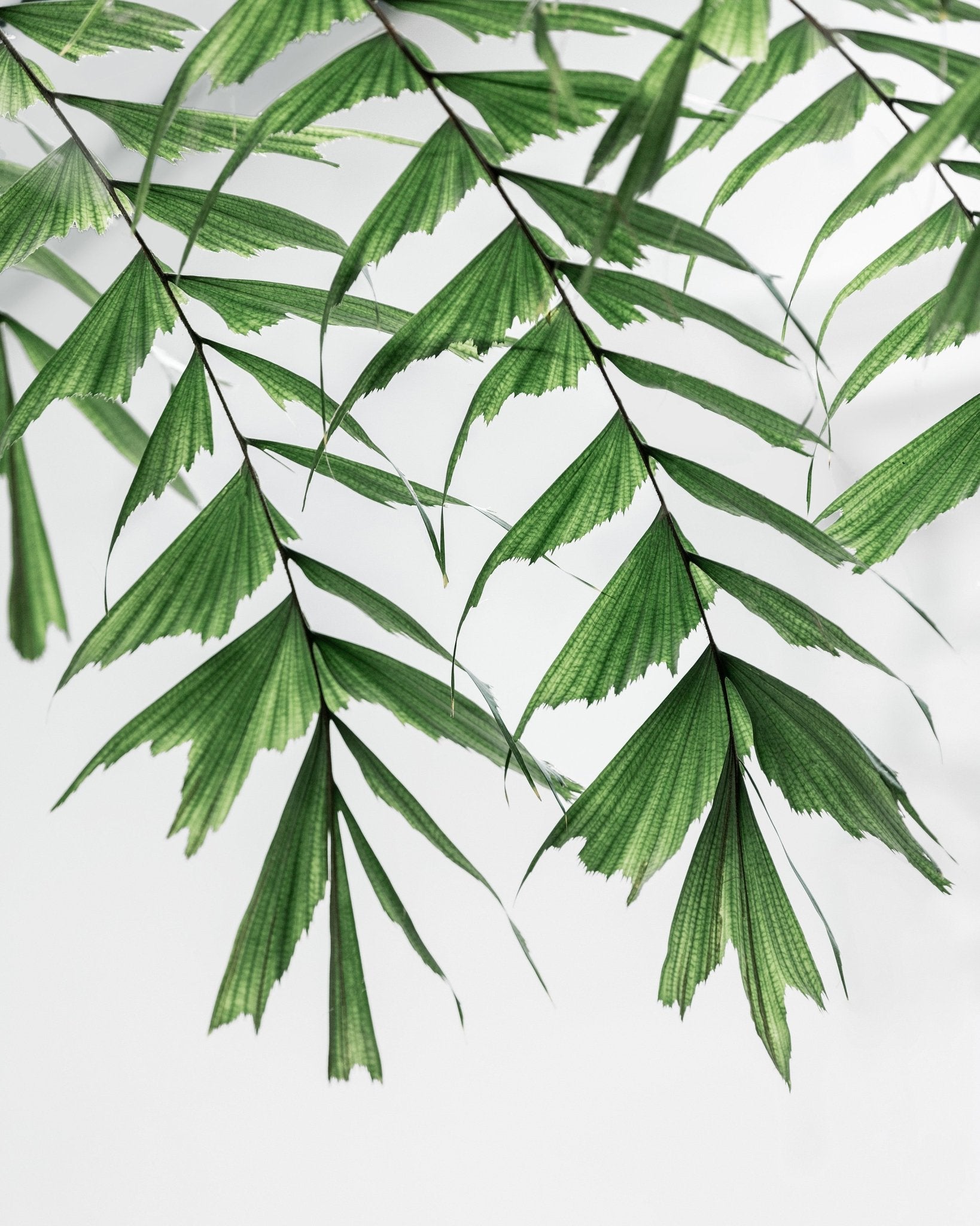 Delicate Green Fronds