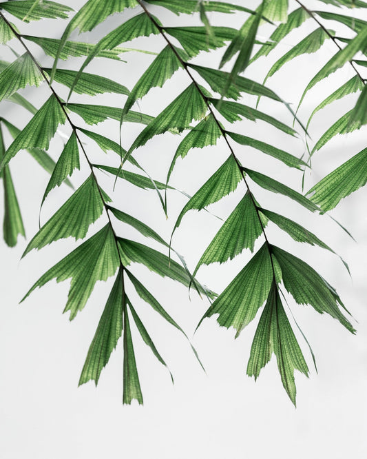 Delicate Green Fronds