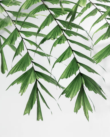 Delicate Green Fronds