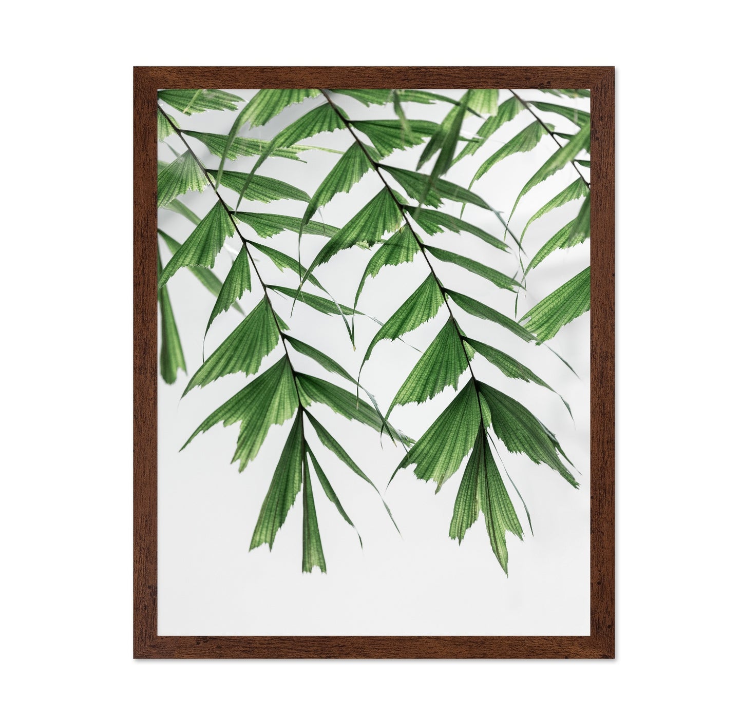Delicate Green Fronds