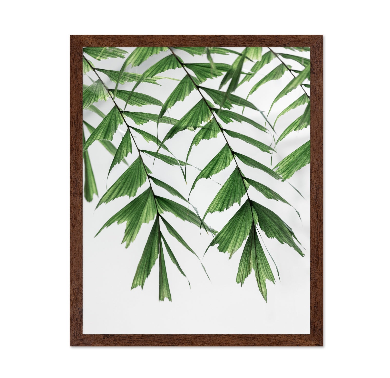 Delicate Green Fronds