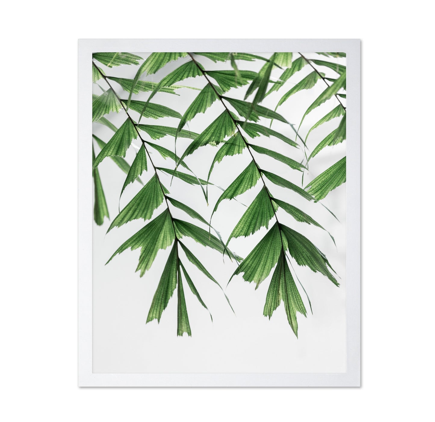 Delicate Green Fronds
