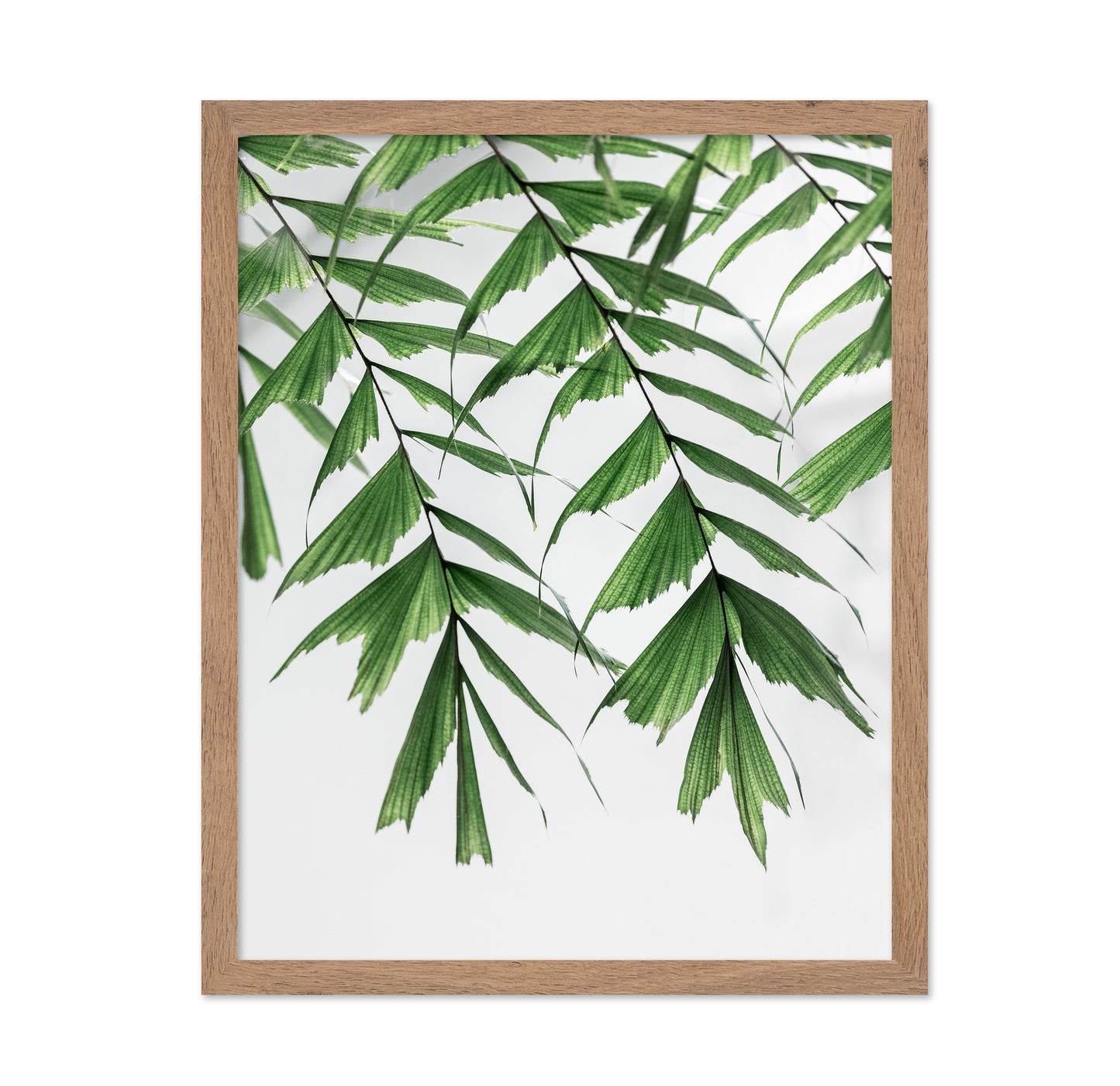 Delicate Green Fronds