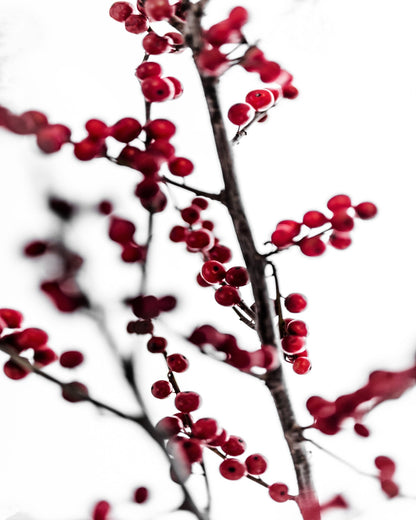 Winter Red Berries