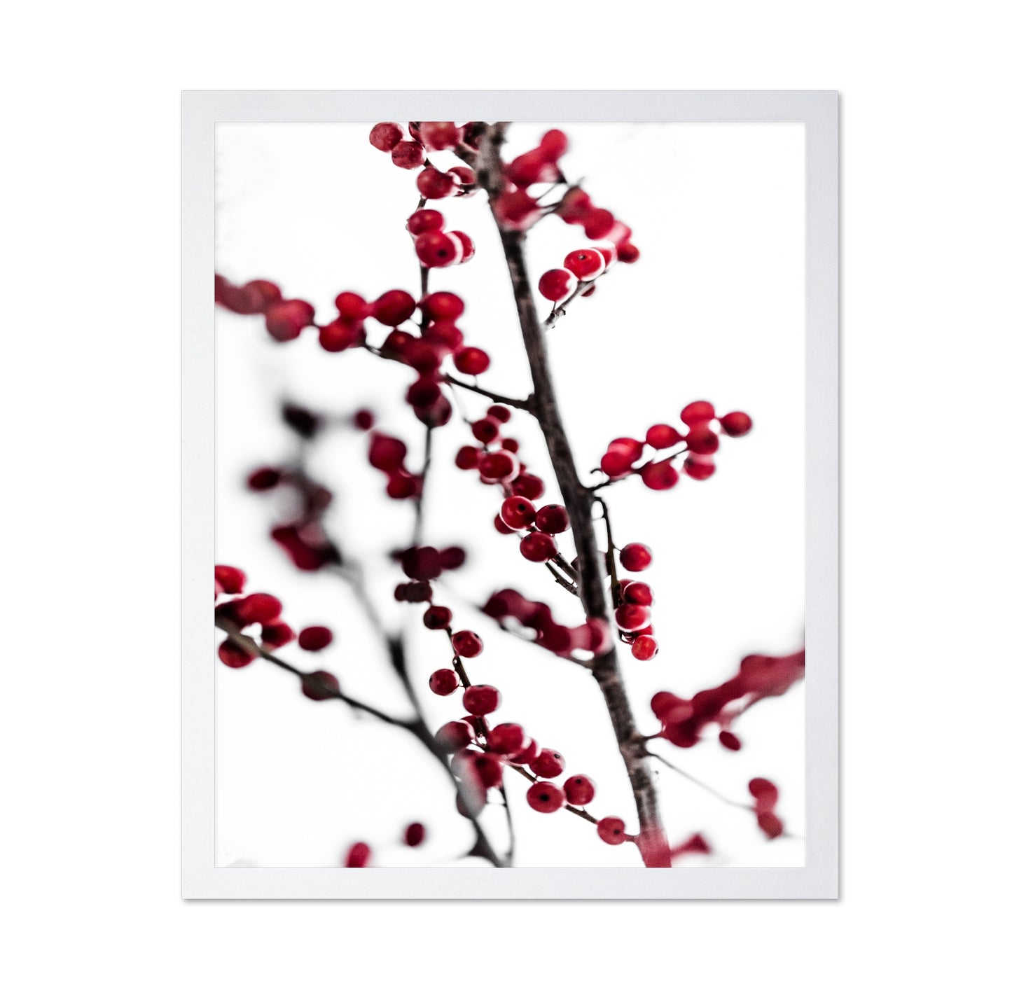 Winter Red Berries