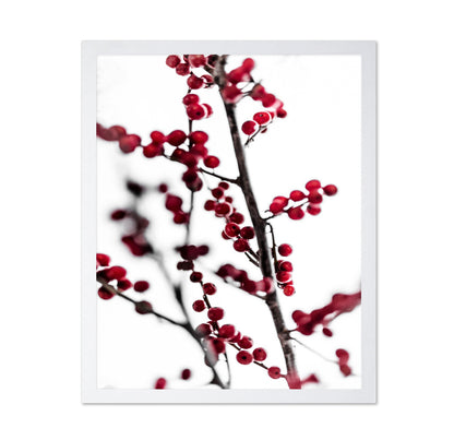 Winter Red Berries