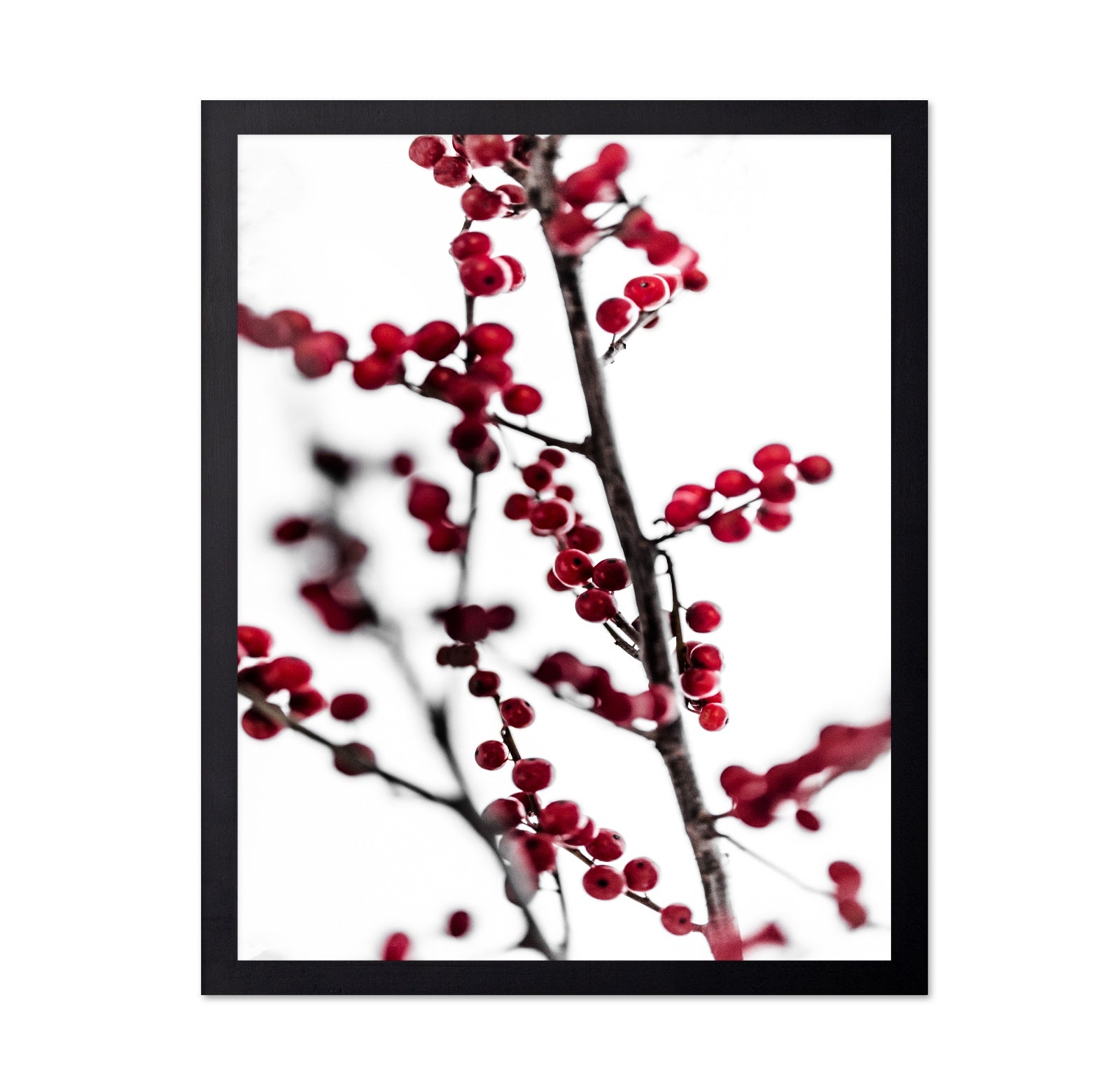 Winter Red Berries