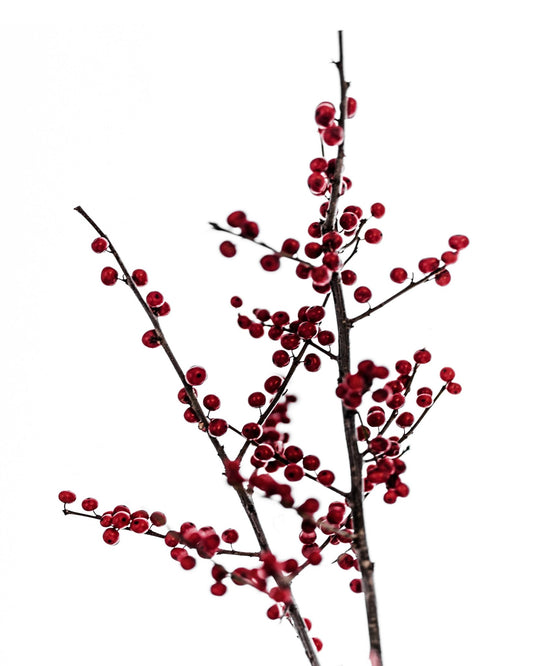 Minimal Red Berry Branch