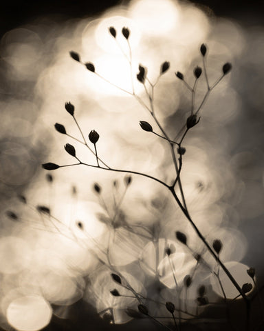 Golden Plant Silhouette