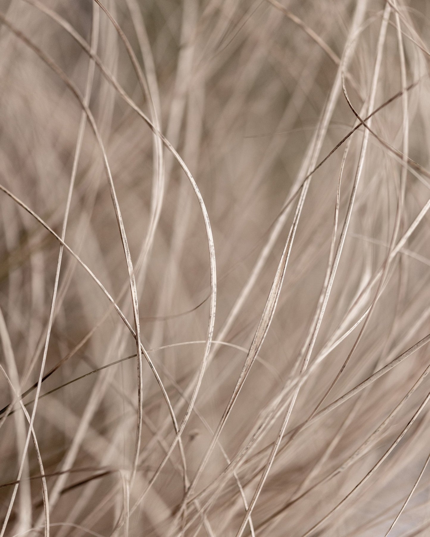 Soft Neutral Grass