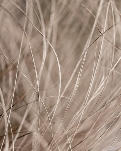 Soft Neutral Grass