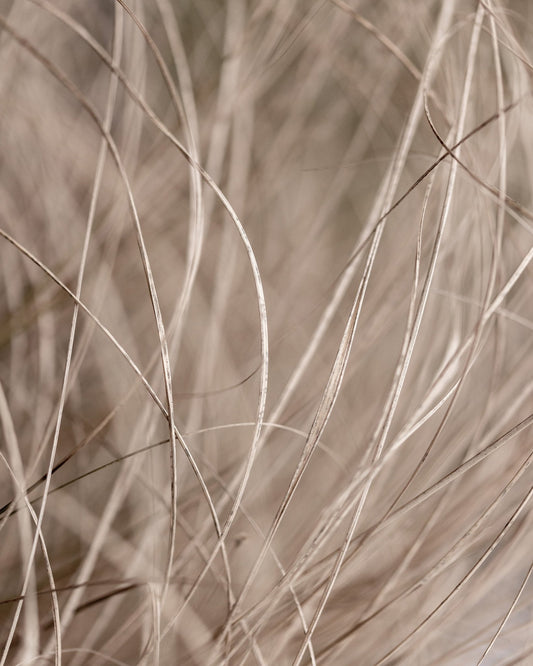 Soft Neutral Grass