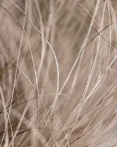 Soft Neutral Grass