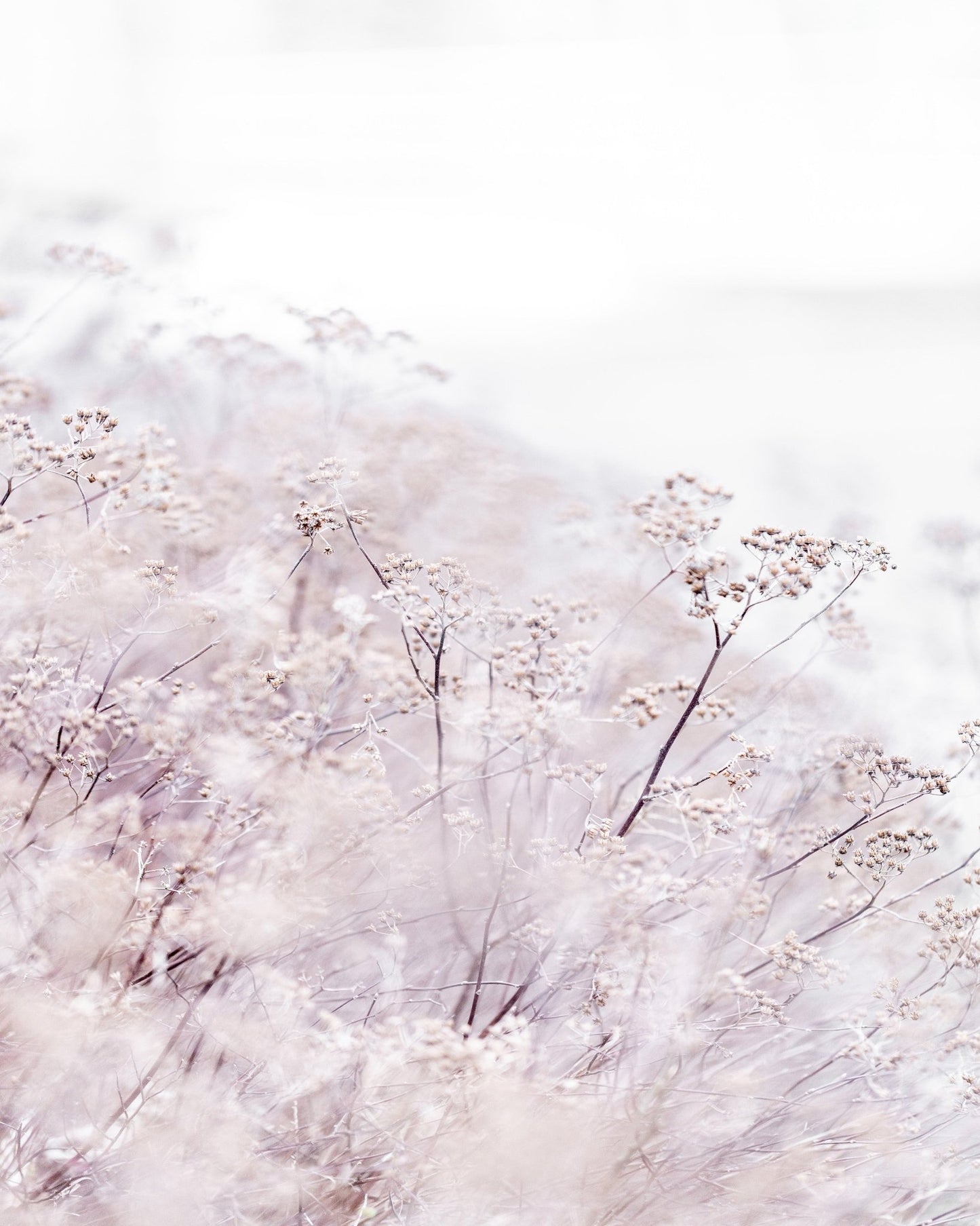 Soft Wildflower Field