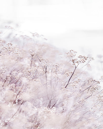 Soft Wildflower Field