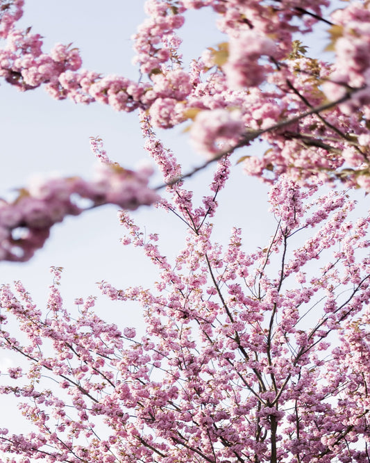 Pink Blossom Branches