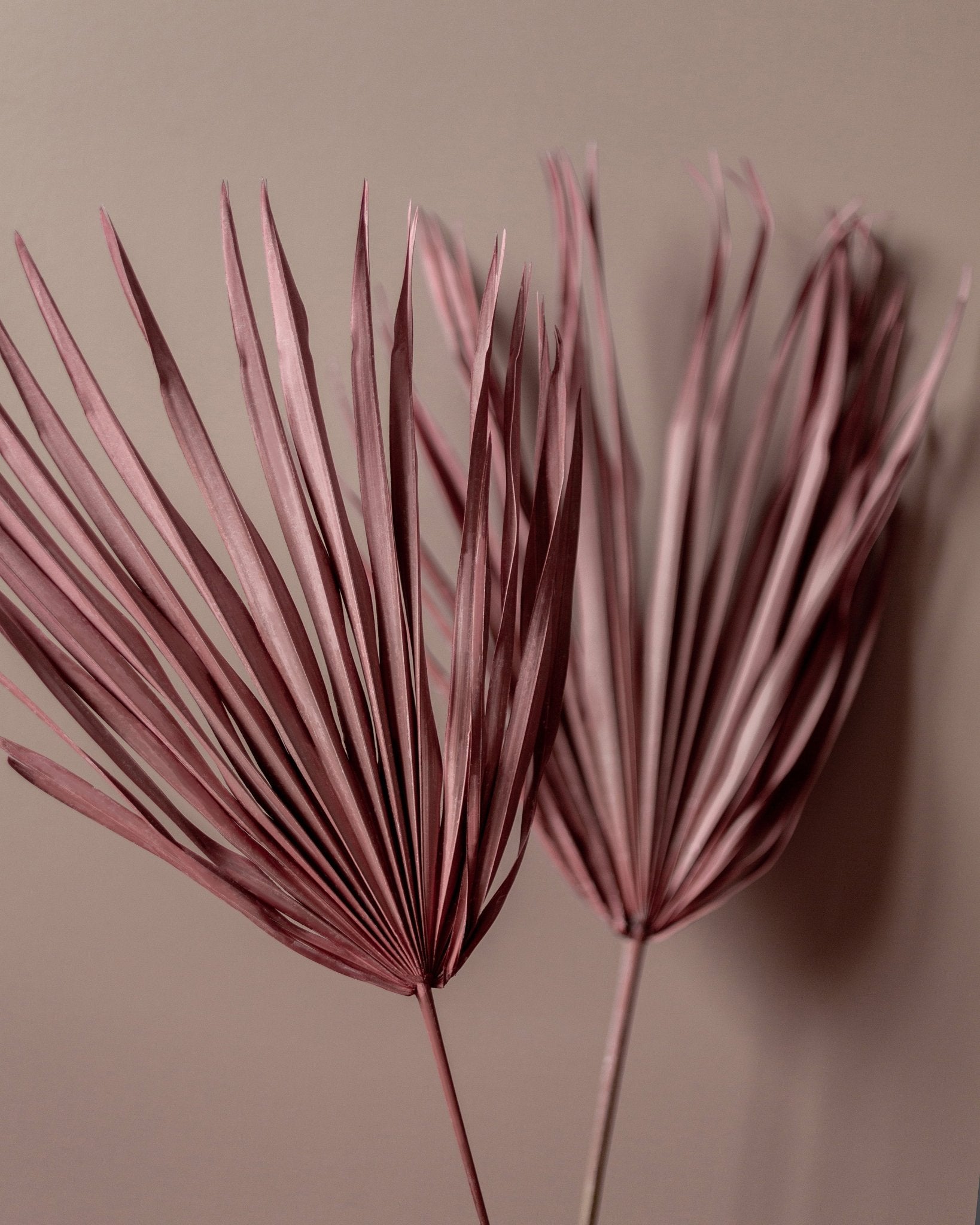Blush Palm Leaves