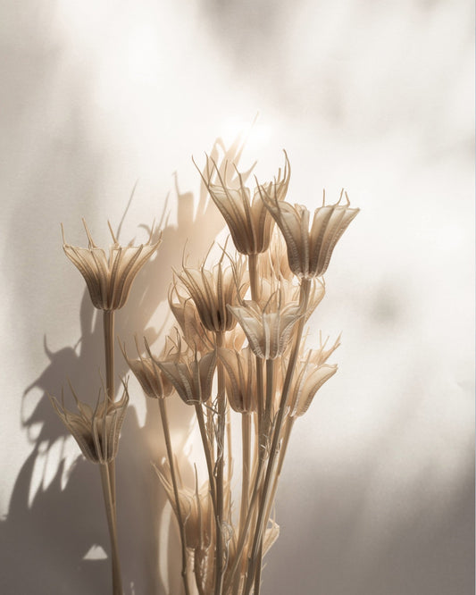 Soft Dried Blooms