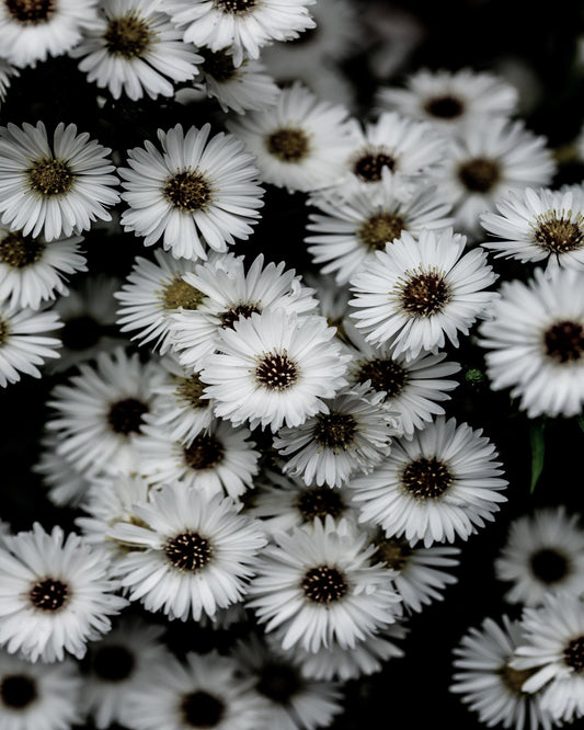 White Daisy Cluster