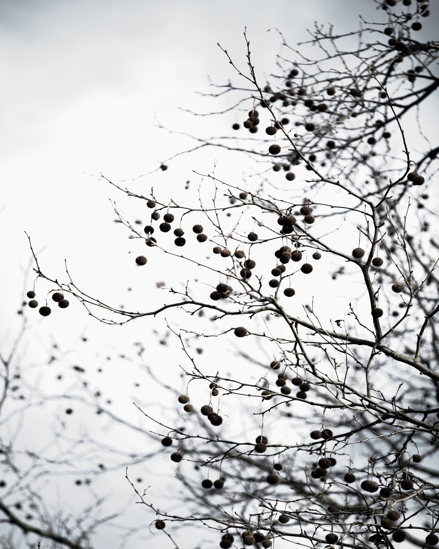 Winter Branch Berries