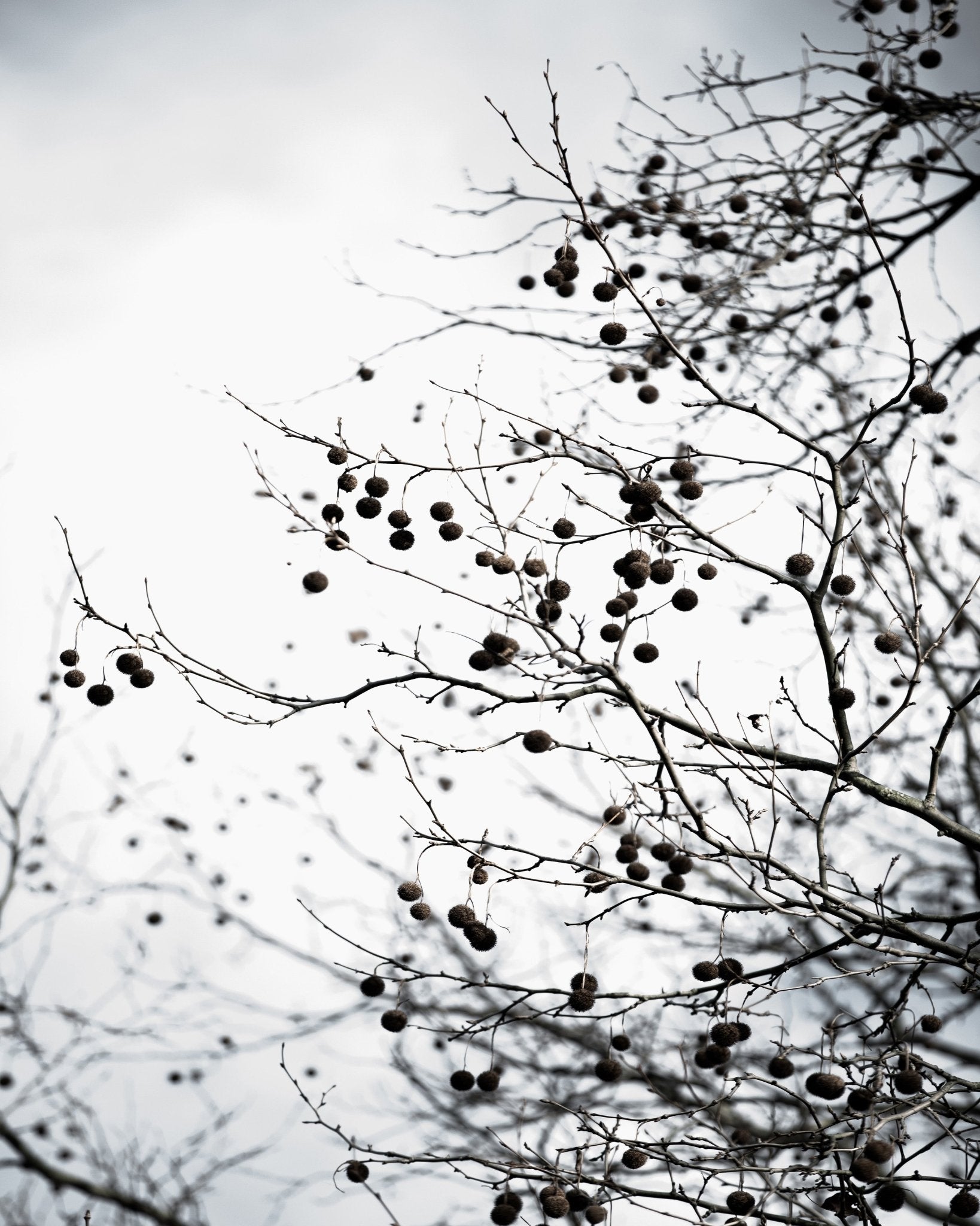 Winter Branch Berries