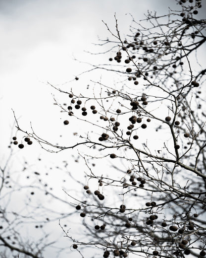 Winter Branch Berries