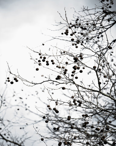 Winter Branch Berries