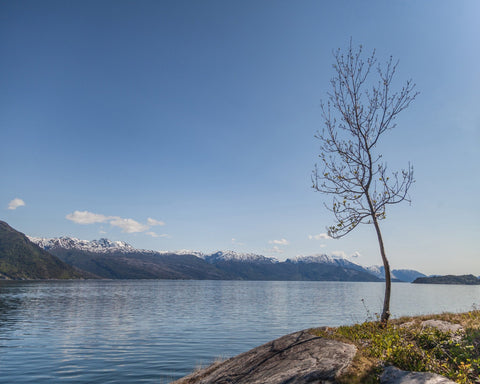 Lone Tree Fjord