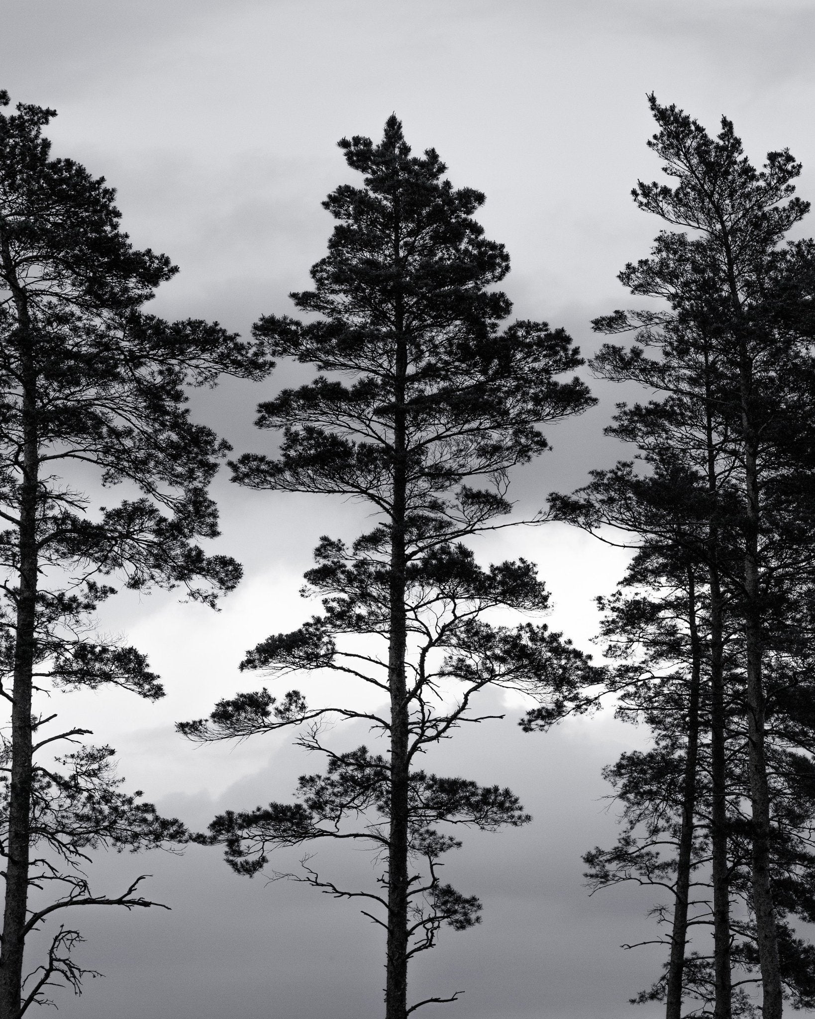 Nordic Pine Silhouettes