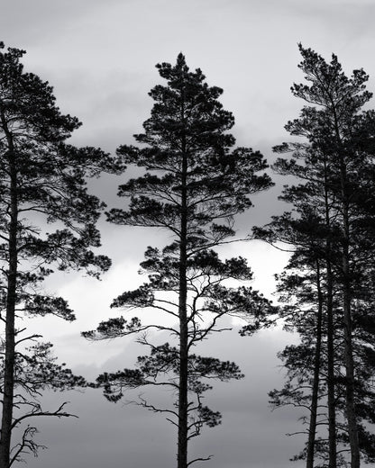 Nordic Pine Silhouettes