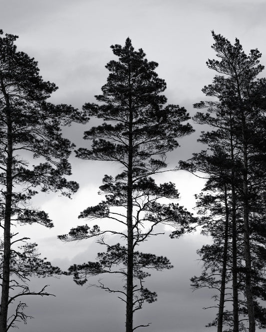 Nordic Pine Silhouettes